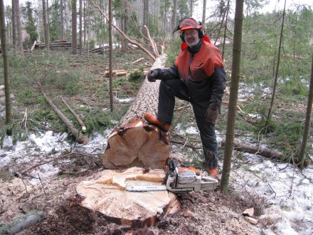 Bamsetallen är fälld