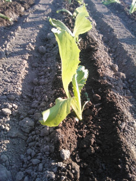 Och visst tackar de slokande plantorna för vattnet och reser sig upp :)