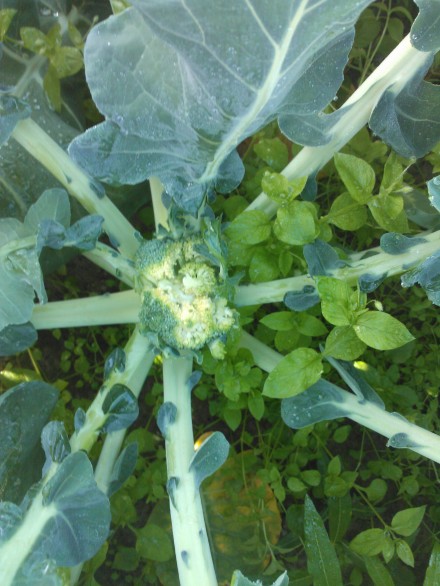 Älgarna har med åren lärt sig att det inte lönar sig att endast beta av bladverket utan numera åter dom endast broccoliknopparna.