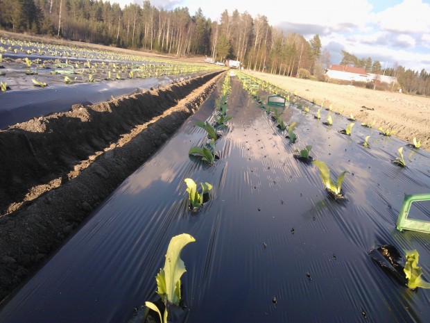 Soligt men bara några plusgrader under första planteringsdagen.