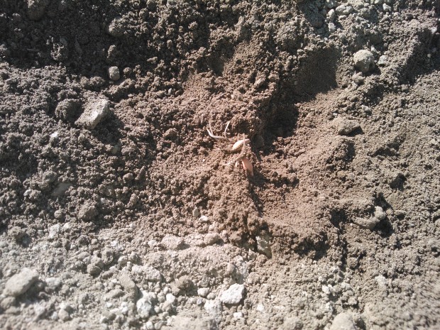 Även om inget syns på åkern så sker det saker under jordytan. Kornet jag sådde den 27 april har börjat rota sig.