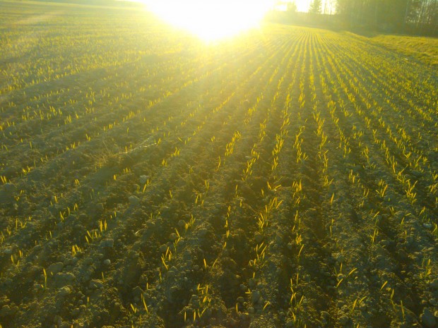 Efter lång väntan har det första kornet grott och lyser som guld i solnedgången.