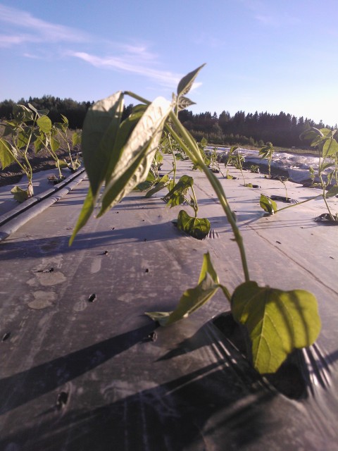 De vindpinade bönorna har dock större chans att repa sig trots att en del blad blåst sönder.