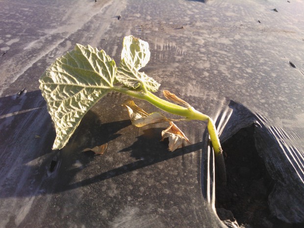 Plantorna blåste av och eftersom det är nedanför tillväxtpunkten finns det ingen chans för nya skott att skjuta fart :(