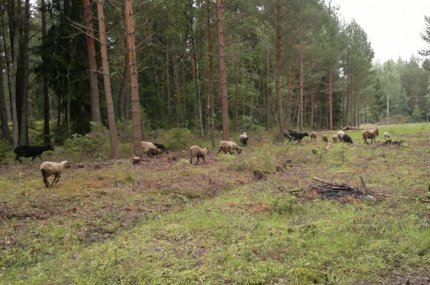 Fåren skuttar glatt på söderåkern