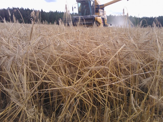 Uppskattningsvis decimerades skörden med närmare 1000kg på de åkrar som frusit. Men man får väl vara tacksam för de 5800 kg /ha som denna åker ändå gav.