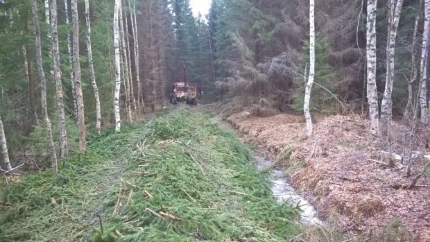 Risbädden fortfarande intakt efter flera lass trots blöt kärrmark i botten.