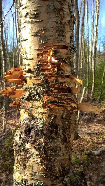 Djupa spår i barken efter björnens klor?