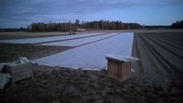 Täckväven läggs på inte bara för att skydda för frost och för att få snabbare skörd i och med högre temperaturer under täcket. Den hjälper också till att hålla den bionedbrytbara plasten på plats tills plantorna blivit större.