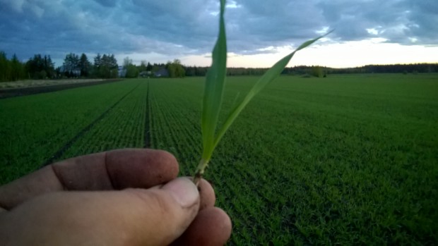 30.05.2015 Kornet som såddes 4 maj börjar närma  ogräsbekämpningsstadiet, hur man nu ska hinna med det mitt i sådd och plantering av grönsakerna. Allt fordrar dessutom tjänligt väder som nu verkligen är en bristvara.