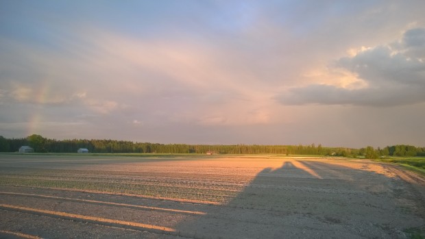 Regnet var hotande nära i den sena midsommarnatten men höll sig borta från grönsaksbondens åker.