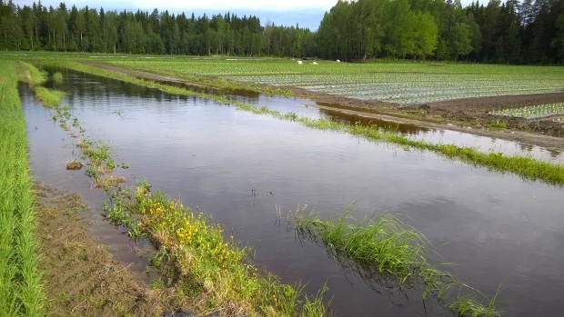 Så här såg det ut i morse på den plats kamerateamet gjorde intervjun i tisdags. Det var nära att odlingarna skulle översvämmats.