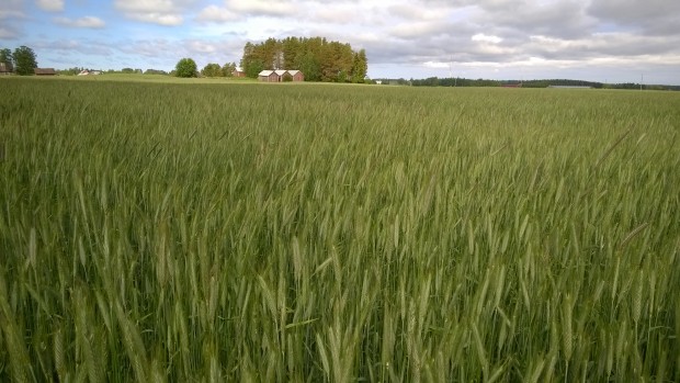 Oroade mig över att regnet skulle ha slagit omkull hybridrågen men den stod fortfarande vackert......