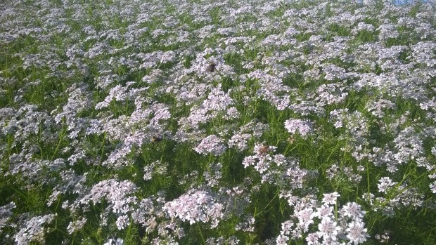 13.8.2015 Koriandern i full blomning till glädje för humlor och bin.