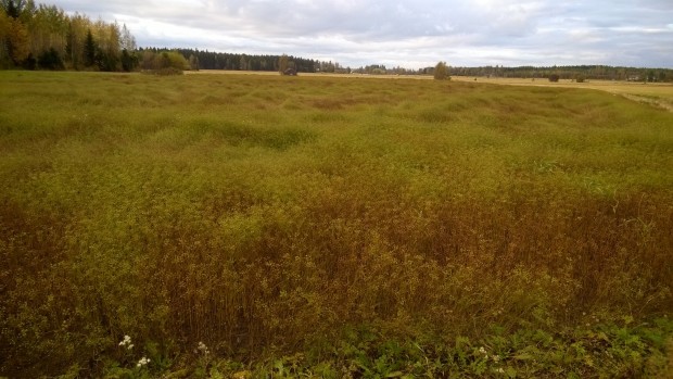 27.9.2015. Lite "böljegång" i växtligheten efter regnen men en hel del fortfarande grönt och omoget.