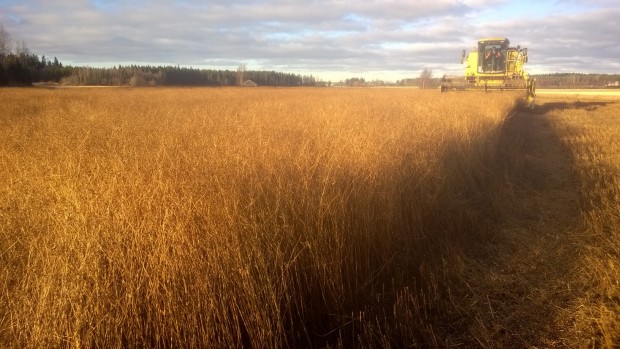 27.10.2015 Skördetröskningen avslutades för säsongen med skörd av koriander.