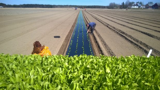 6.5.2016. Sallatsplanteringen inleds i soligt och varmt väder.