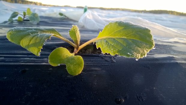 11.5.2016. Några av skyddslingarna hade lämnats otäckta och står nu frusna i gryningen.