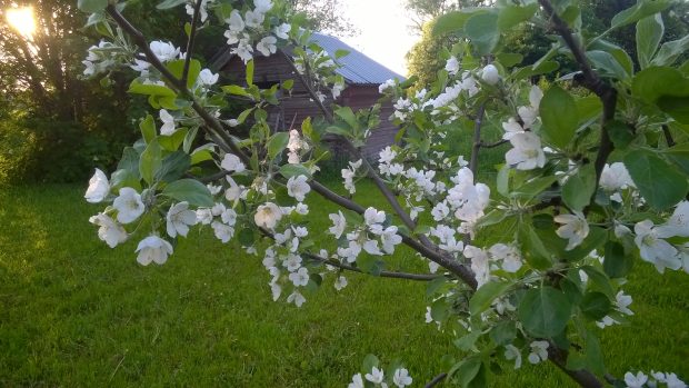 31.05.2016 Tidig och intensiv blomning.