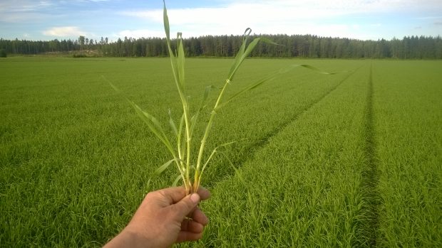 28.06.2016 Friskt? foderkorn på Nylandsåkern.