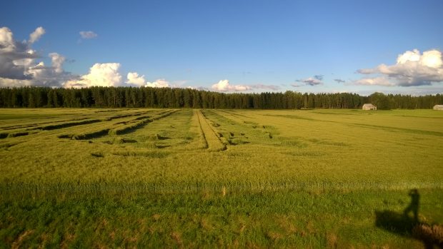 03.08.2016. Liggväxt orsakad av åskbyar och regn.