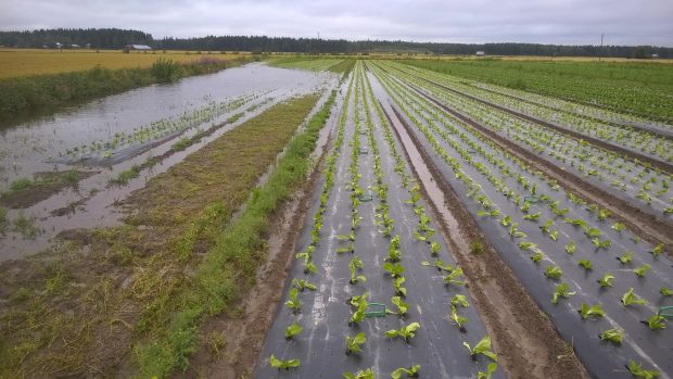 ......för att några timmar senare ytterligare stigit så att delar av sallatsåkern lagts under vatten.