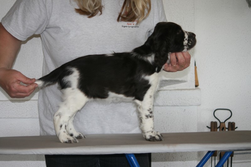 Spring Ace's Bianca, Jyväskylä