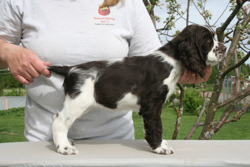 Spring Ace's Betty Boop, Kalajoki.