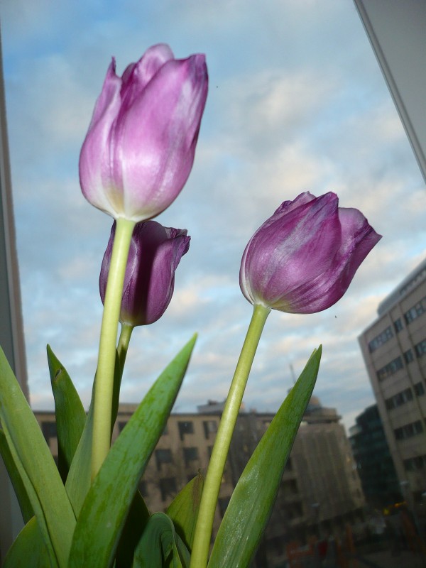 Lite trötta var tulpanerna nog vid fotograferingsskedet - men de piffar ändå upp i den gråa stadsmiljön.